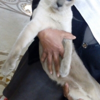 healthy-beautiful-siamese-pedigree-cats-available-for-adoption-siamese-lahore-3