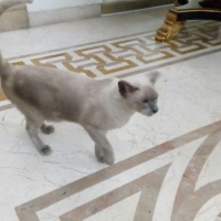 healthy-beautiful-siamese-pedigree-cats-available-for-adoption-siamese-lahore-2