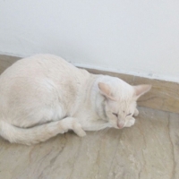 healthy-beautiful-siamese-pedigree-cats-available-for-adoption-siamese-lahore-4