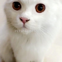 persian-dollface-cat-persian-cats-lahore-2