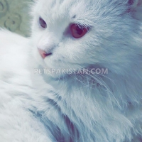 persian-dollface-cat-persian-cats-lahore-3