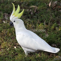 a-pair-of-talking-african-grey-parrots-whatsapp-12486625079-african-grey-parrot-badhber-3