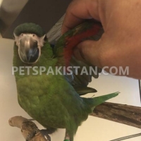 blue-gold-macaw-african-grey-parrot-dera-murad-jamali-5