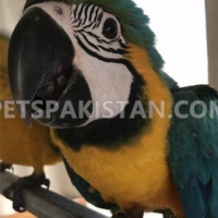 blue-gold-macaw-african-grey-parrot-dera-murad-jamali-6