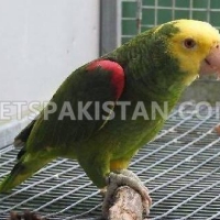 parrots-african-greys-amazons-conures-electus-fertile-eggs-cockatoos-abbottabad-2