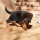 non-pedigree-german-shepherd-male-pup-for-sale-german-shepherd-lahore-2