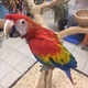 talking-intrligent-and-good-for-homies-macaws-lala-musa