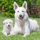 white-swiss-shepherd-other-lahore-3
