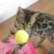 cute-pedigree-bengals-kittens-ready-now-for-adoption-bengal-attock
