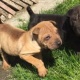 beautiful-shar-pei-puppies-last-1-reduced-other-gharo