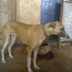 grey-hound-katha-pure-breed-fully-trained-other-tamman