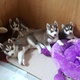 male-and-female-siberian-husky-puppies-for-adoption-other-lahore