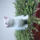 pure-persian-kittens-up-for-sale-persian-cats-karachi-3