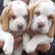 beautiful-beagle-pups-available-for-sale-beagles-abdul-hakim