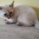 siamese-kittens-for-sale-siamese-lahore-4