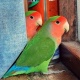 parrot-for-sale-african-grey-parrot-bai-zai