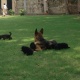 german-shepherd-pups-f-m-for-sale-german-shepherd-lahore-5