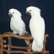 parrot-for-sale-african-grey-parrot-usman-wala