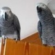 a-f-r-i-c-a-n-g-r-e-y-a-n-d-m-a-c-a-w-p-a-r-r-o-t-s-for-adoption-african-grey-parrot-lalian