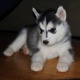 2-months-old-siberian-husky-pup-for-re-homing-other-chakrala