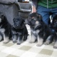german-shepherd-puppies-for-sale-other-abadi-jalalpur-pirwala