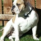 olde-english-bulldog-at-stud-proven-6-litters-other-lahore-2