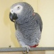 talkative-african-gray-parrot-for-sale-african-grey-parrot-islamabad