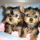 cute-teacup-yorkie-puppies-available-yorkshire-terrier-abadi-jalalpur-pirwala