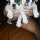 english-bulldog-puppies-afghan-hound-adenzai