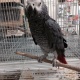 hand-fed-macaws-cockatoos-african-grey-parrots-for-new-homes-african-grey-parrot-abadi-jalalpur-pirwala