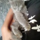 2-persian-kittens-for-sale-persian-cats-islamabad-6