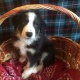 beautiful-border-collie-puppies-rottweiler-yazman-i