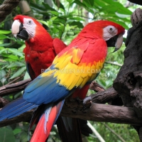 beautiful-hand-reared-parrots-available-macaws-islamabad-2