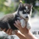 cute-and-adorable-blue-eyes-husky-puppes-for-new-an-loving-home-other-abbas-nagar