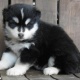 lovely-siberian-husky-puppies-other-arif-wala