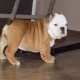 adorable-english-bulldog-puppies-are-available-other-arif-wala
