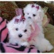 two-teacup-maltese-puppies-needs-a-new-family-maltese-abbasia