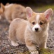 pembrokeshire-welsh-corgi-puppies-other-abbasia