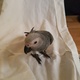 african-grey-12wks-old-hand-reared-super-tame-con-other-lahore