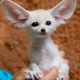 fennec-fox-for-addoption-other-qaidabad