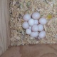 fresh-laid-guaranteed-fertile-tested-parrot-eggs-available-macaws-lahore
