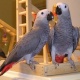 parrot-for-adoption-african-grey-parrot-isa-khel