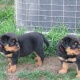 marvelous-rottweiler-for-adoption-rottweiler-badhber