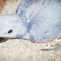 african-grey-african-grey-parrot-bahawalpur-2