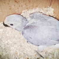 african-grey-african-grey-parrot-bahawalpur-3
