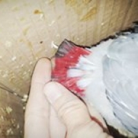 african-grey-african-grey-parrot-bahawalpur-4