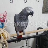 beautiful-african-grey-for-sale-african-grey-parrot-amir-pur-sadat