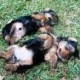 home-raised-yorkie-puppies-for-rehoming-yorkshire-terrier-akhtar-abad