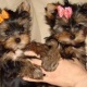 beautiful-purebred-yorkie-puppies-yorkshire-terrier-abadi-jalalpur-pirwala