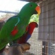 parrot-for-sale-african-grey-parrot-bagar